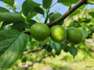 광양밤실매실농장님의 작성글 사진