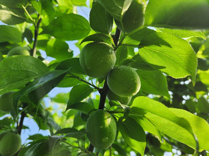 광양밤실매실농장님의 장터 판매 상품 [광양 밤실 매실 10kg (판매완료)] 첨부 사진