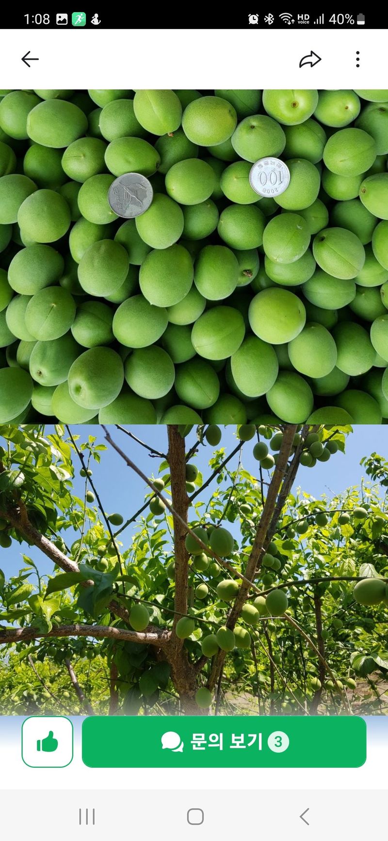 광양밤실매실농장님의 장터 판매 상품 [광양 밤실 매실 10kg (판매완료)] 첨부 사진