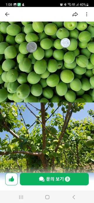 광양밤실매실농장님의 작성글 사진