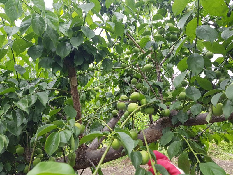 광양밤실매실농장님의 장터 판매 상품 [광양 밤실 매실 10kg (판매완료)] 첨부 사진