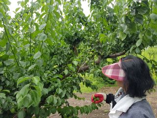 광양밤실매실농장님의 작성글 사진