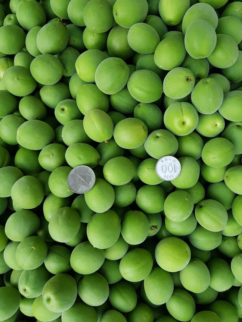 광양밤실매실농장님의 장터 판매 상품 [광양 밤실 매실 10kg (판매완료)] 첨부 사진