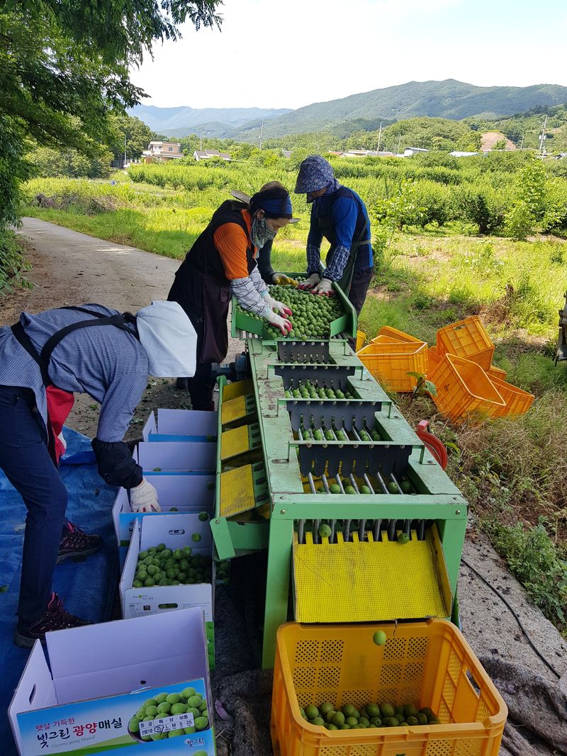 광양밤실매실농장님의 장터 판매 상품 [광양 밤실 매실 10kg (판매완료)] 첨부 사진