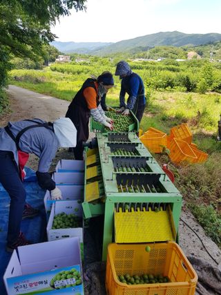 광양밤실매실농장님의 작성글 사진