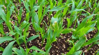 박종환님의 옥수수 · 병해충상담 작성글 사진