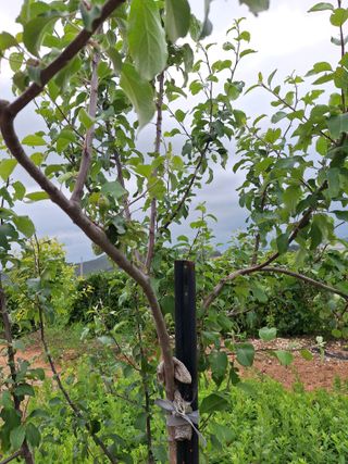 김은숙님의 농사, 무엇이든 물어보세요! · 참여글 작성글 사진