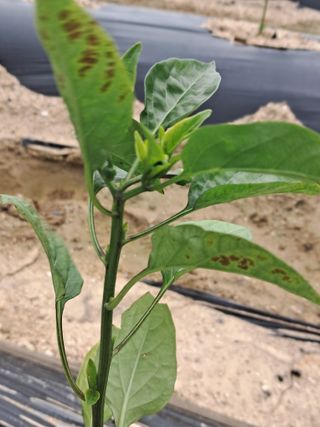 이화진님의 고추 · 병해충상담 작성글 사진