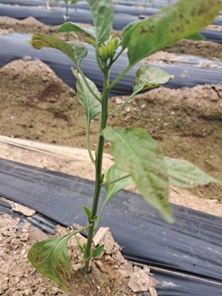 이화진님의 고추 · 병해충상담 작성글 사진