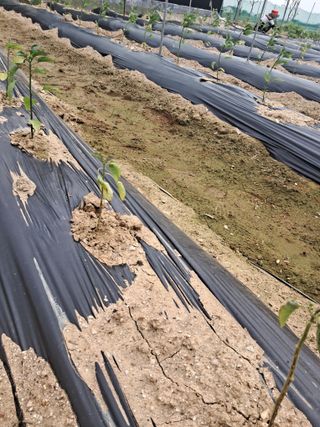 이화진님의 고추 · 병해충상담 작성글 사진