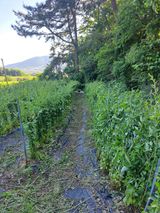 팜모닝 기타작물·영농일지 게시글 이미지