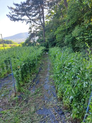 꿈드림뜨락님의 기타작물 · 영농일지 작성글 사진