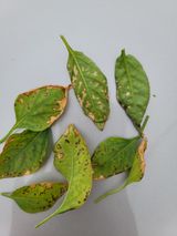 팜모닝 고추·병해충상담 게시글 이미지