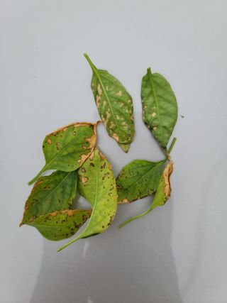 장영진 님의 고추 · 병해충상담 작성글 사진