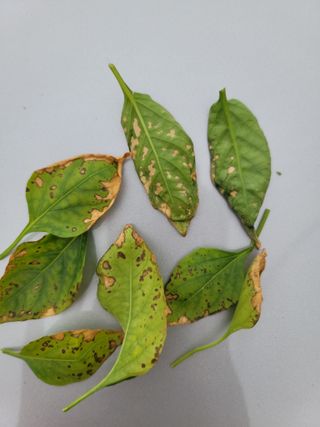 장영진 님의 고추 · 병해충상담 작성글 사진