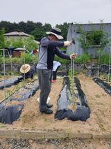 팜모닝 고추·영농일지 게시글 이미지