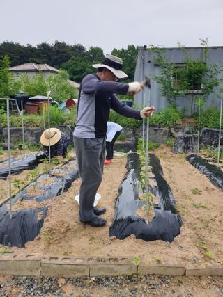 임기억님의 고추 · 영농일지 작성글 사진