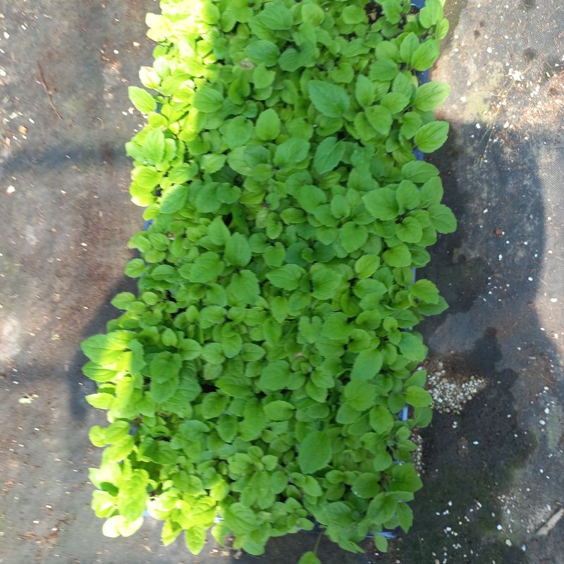 장터 상품 [부지갱이 1판 25,000원] 썸네일