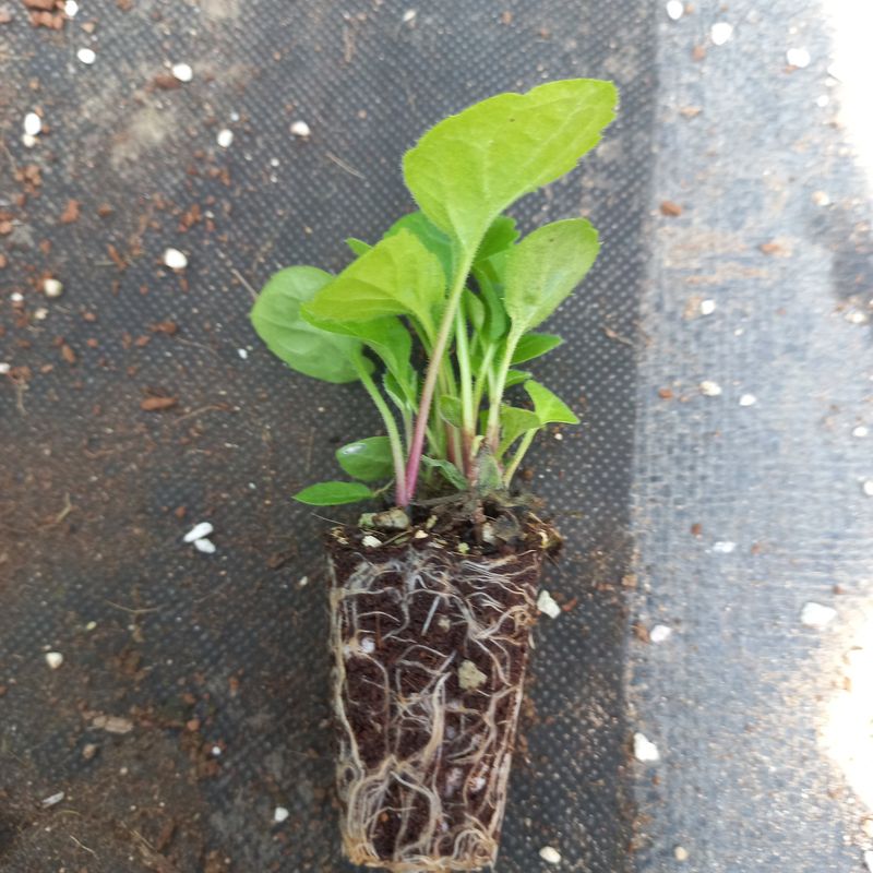 김상선님의 장터 판매 상품 [부지갱이 1판 25,000원] 첨부 사진