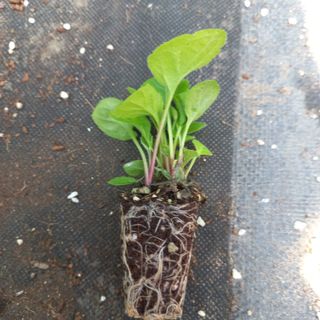 김상선님의 작성글 사진