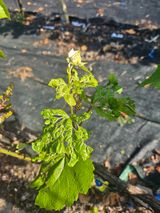 팜모닝 포도·병해충상담 게시글 이미지