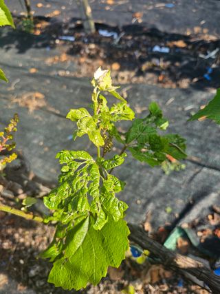 W님의 포도 · 병해충상담 작성글 사진