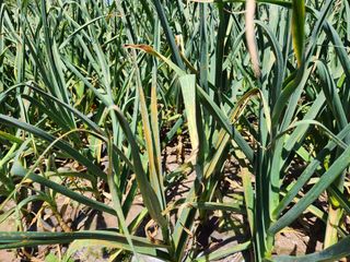 소나무1님의 마늘 · 병해충상담 작성글 사진