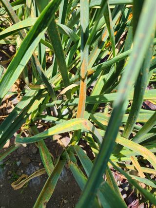 소나무1님의 마늘 · 병해충상담 작성글 사진