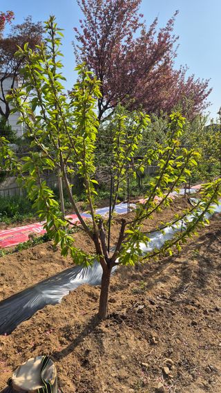 노영남님의 자유주제 · 자유게시판 작성글 사진