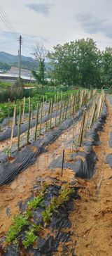 팜모닝 고추·영농일지 게시글 이미지