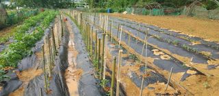 김형태님의 고추 · 영농일지 작성글 사진