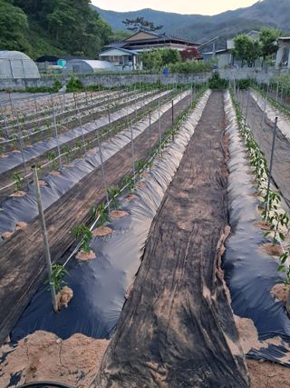 이희자님의 팜이웃과 출근/퇴근 같이해요! · 참여글 작성글 사진