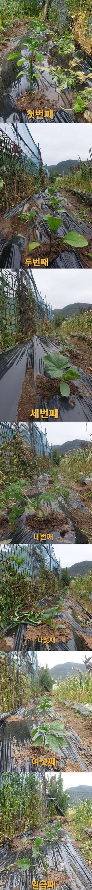 김순필수방님의 자유주제 · 자유게시판 작성글 사진