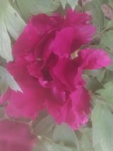 팜모닝 자유주제·자유게시판 게시글 이미지