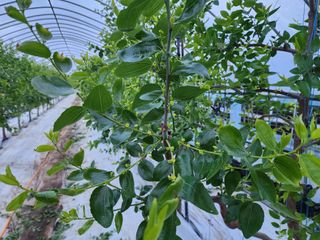 대추 9544님의 자유주제 · 자유게시판 작성글 사진