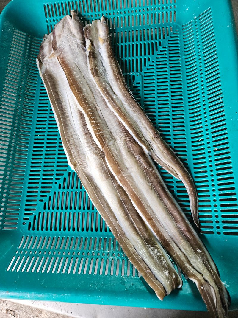 김진국님의 장터 판매 상품 [완도 선장님이 직접 잡아손질한 완도 자연산 특대 장어(손질후 1kg)] 첨부 사진