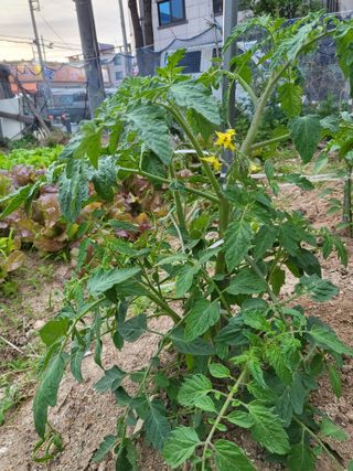 조상희님의 자유주제 · 자유게시판 작성글 사진