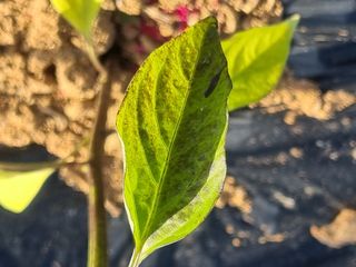 남원 윤형선님의 고추 · 병해충상담 작성글 사진