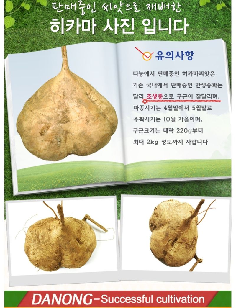 대산농사대장님의 장터 판매 상품 [히카마 멕시코감자] 첨부 사진