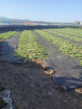 팜모닝 호박·영농일지 게시글 이미지