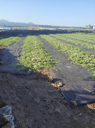 윤석돈님의 호박 · 영농일지 작성글 사진