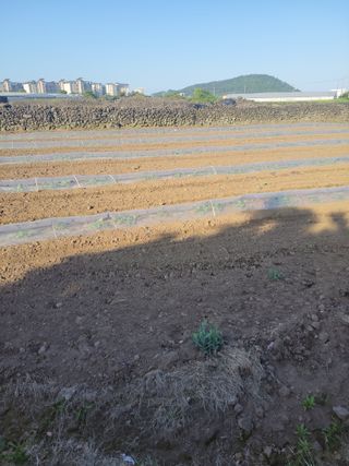 윤석돈님의 호박 · 영농일지 작성글 사진