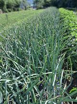 팜모닝 자유주제·자유게시판 게시글 이미지