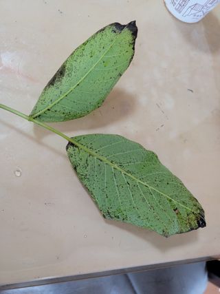 허 동길(길이농장)님의 기타작물 · 병해충상담 작성글 사진