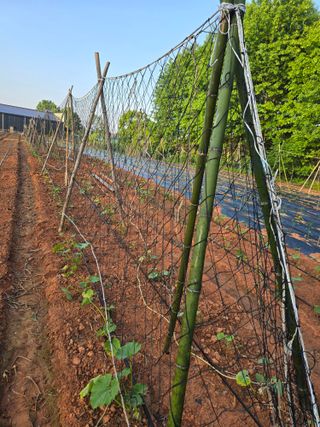 화니네농장님의 팜이웃과 출근/퇴근 같이해요! · 참여글 작성글 사진