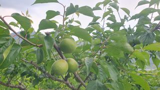 다온아띠농원 장현호님의 자유주제 · 자유게시판 작성글 사진