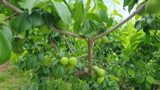 다온아띠농원 장현호님의 자유주제 · 자유게시판 작성글 사진