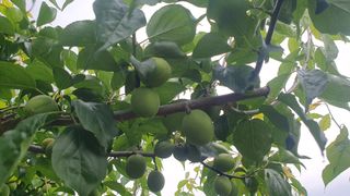 다온아띠농원 장현호님의 자유주제 · 자유게시판 작성글 사진