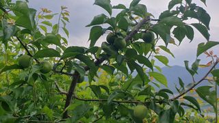 다온아띠농원 장현호님의 자유주제 · 자유게시판 작성글 사진