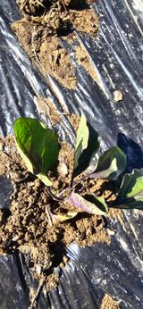 팜모닝 자유주제·자유게시판 게시글 이미지